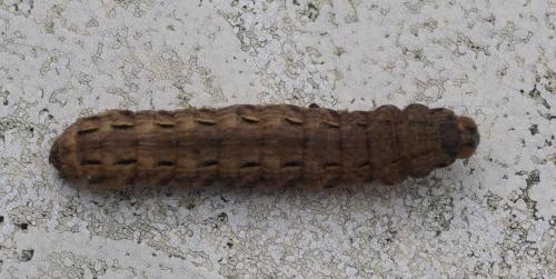 Noctua pronuba
